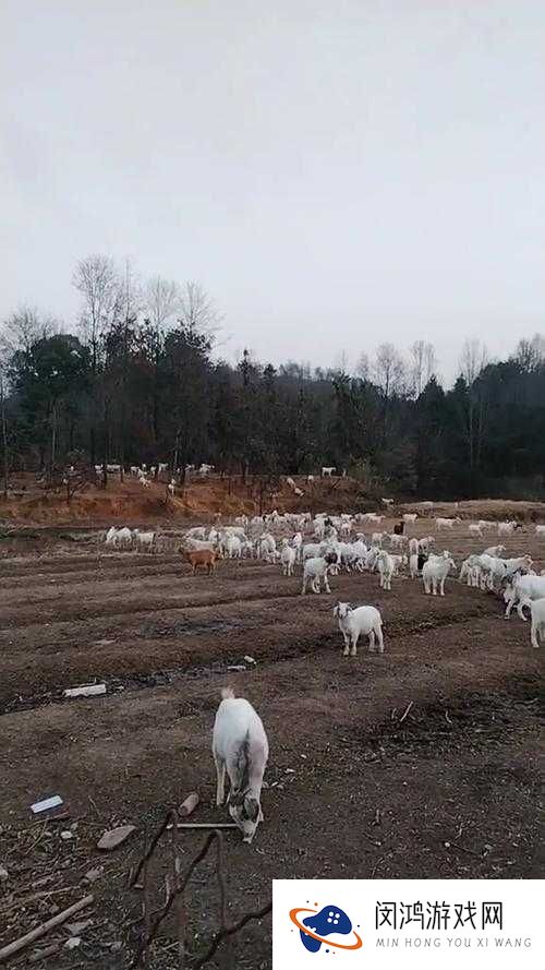人日山羊会跑吗?揭秘山羊在不同环境下的奔跑能力与习性