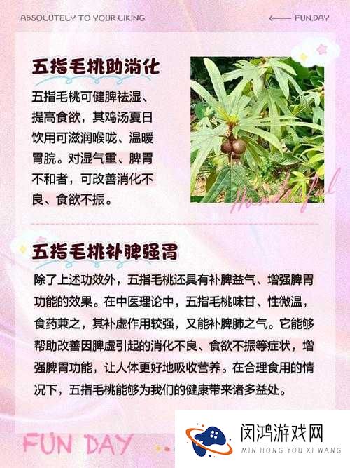 五指毛桃不适宜人群有哪些?这些人群需特别注意避免食用