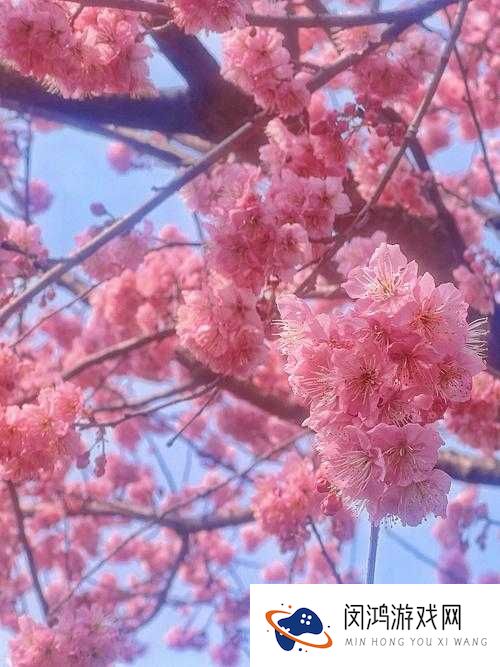 相亲对象是老师樱花盛开的季节，如何巧妙安排浪漫约会增进感情？