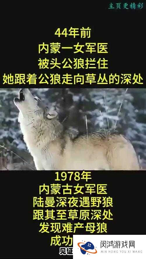 公狼和女人发生了什么?他们之间的关系为何如此特殊?