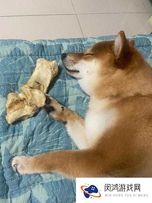 晴天小狗怎么赚骨头,赚骨头方法详细介绍及其在资源管理中的重要性