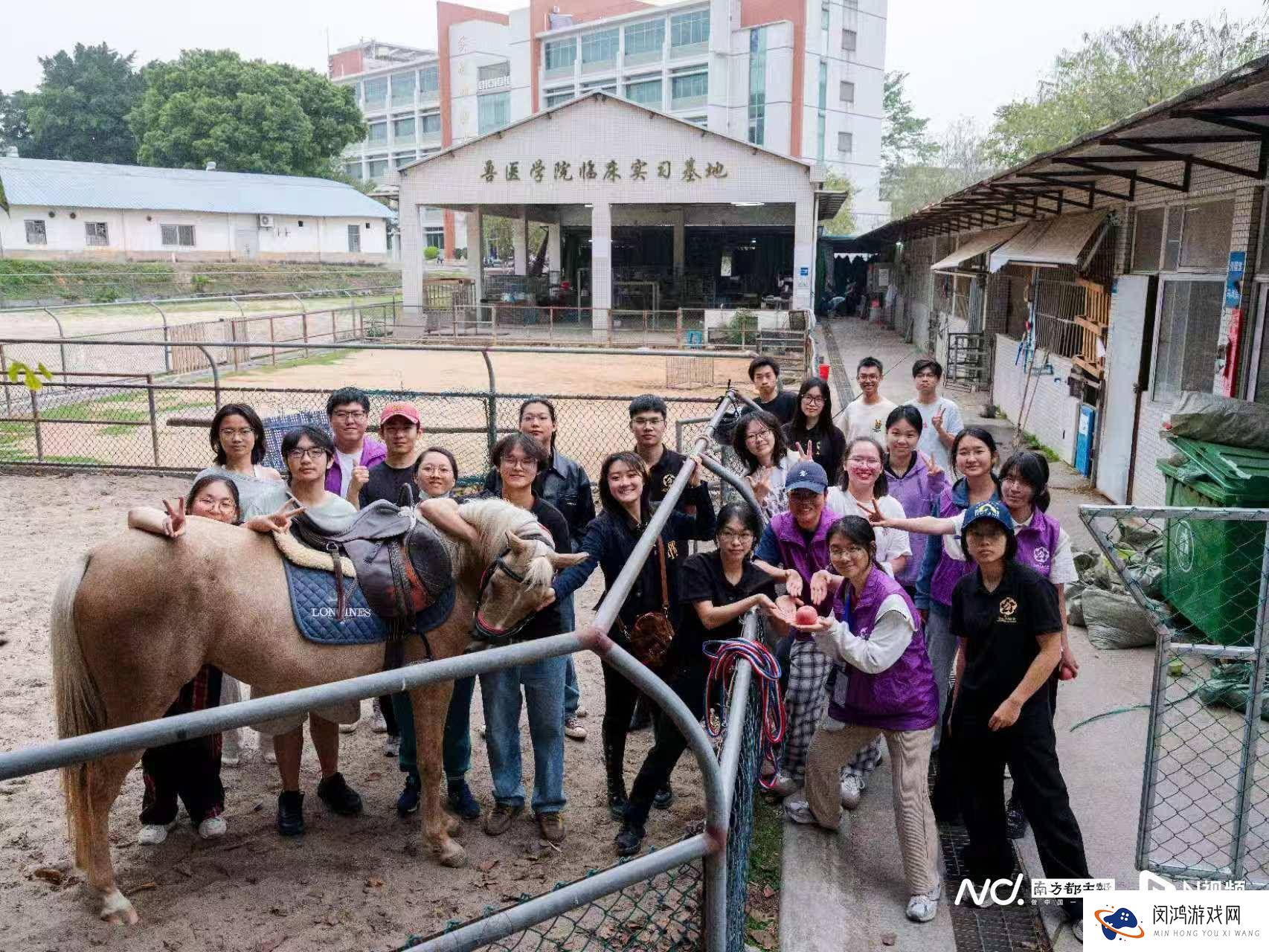 华农马文化节：与“神兽”近距离，科普真马生活新体验
