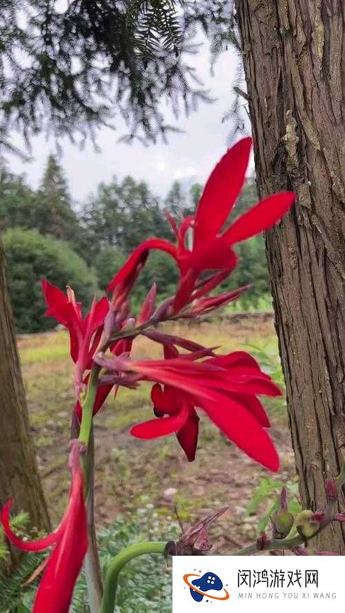吃花的危害：核心流水喝是怎么回事？