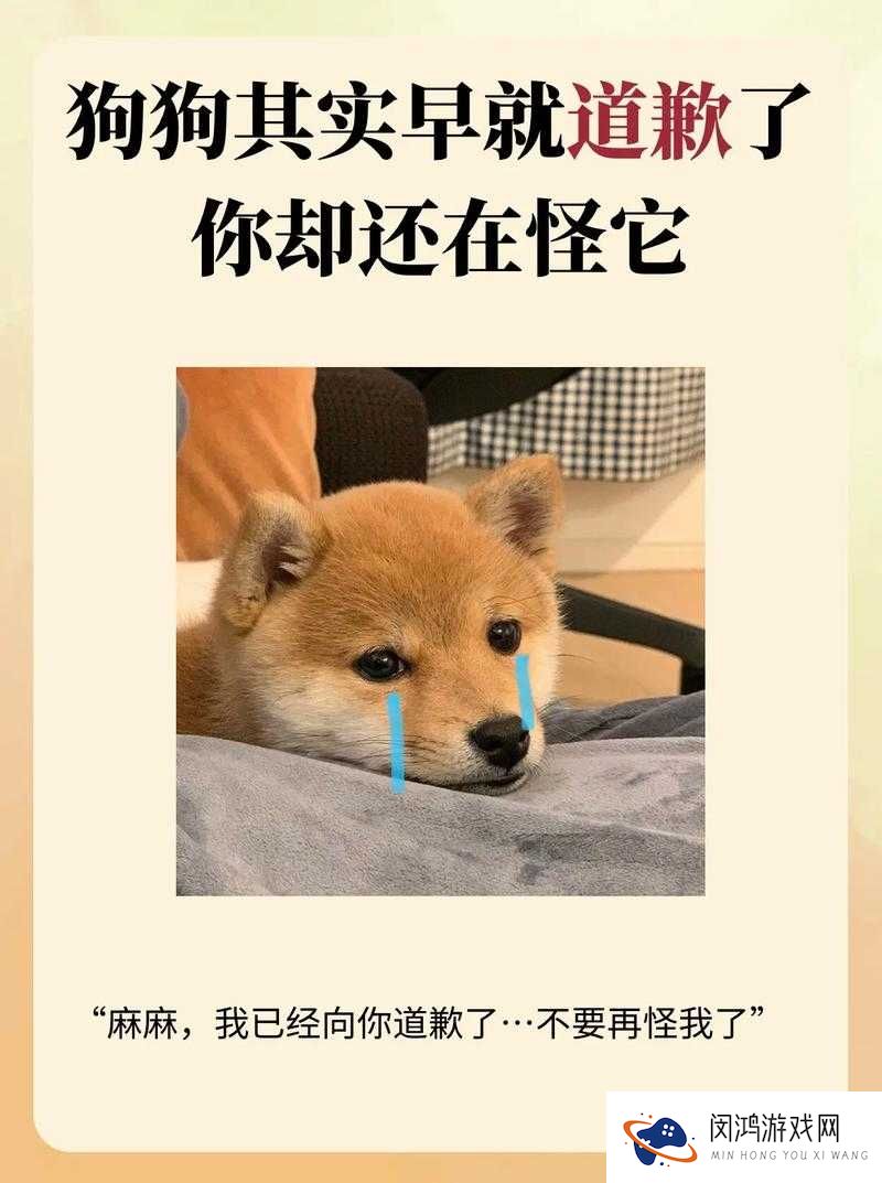 如果你是主人,狗狗跪着向你走来,你该怎么办?
