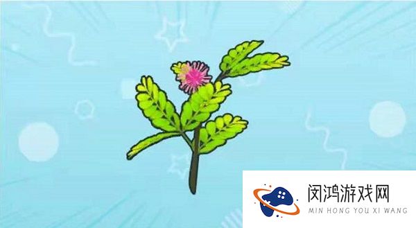 摩尔庄园手游含羞草怎么获得