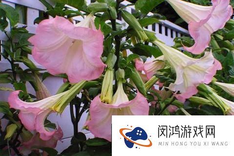梦幻西游-揭秘曼陀罗花的神秘使用效果