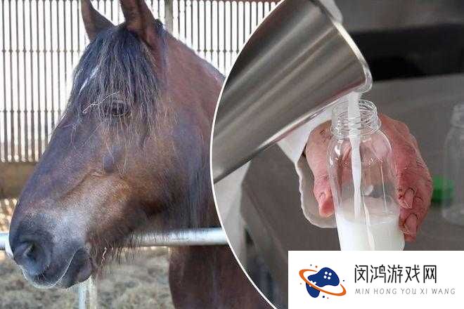 马匹配对全过程是怎样的？深入探究马匹配对的具体步骤与细节