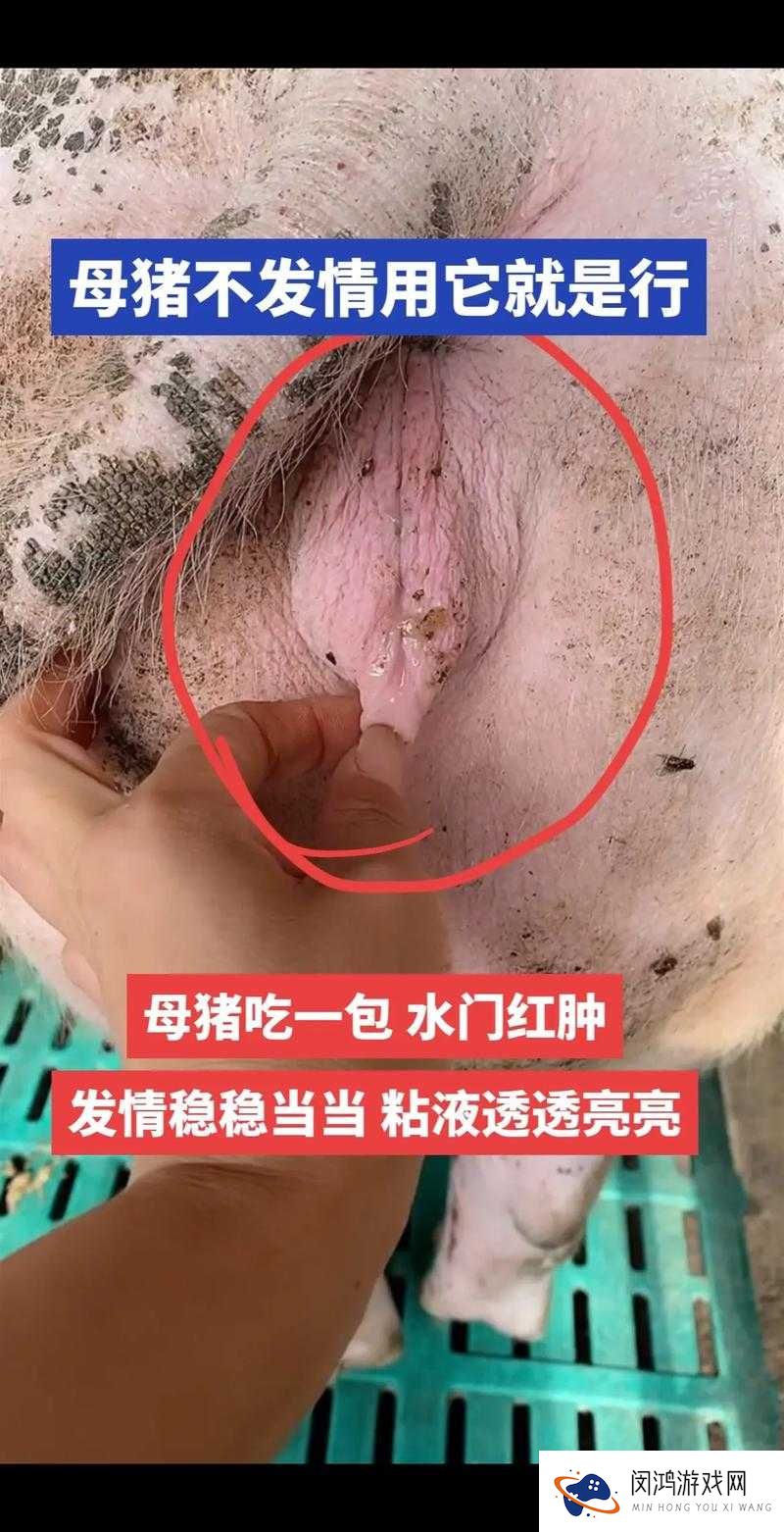 水门最大可以留母猪吗？养殖户必看的母猪留种技巧与注意事项