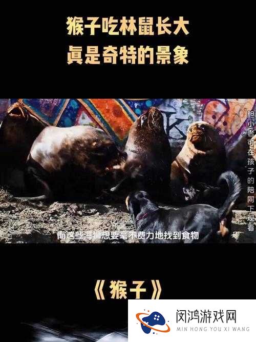 二人生猴子全集免费观看，这部影片为何如此受欢迎？