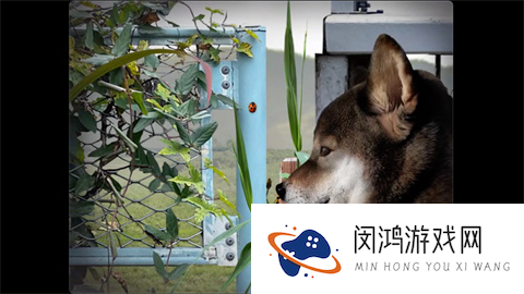 翌日波奇狗的历险记