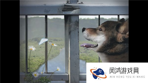 翌日波奇狗的历险记