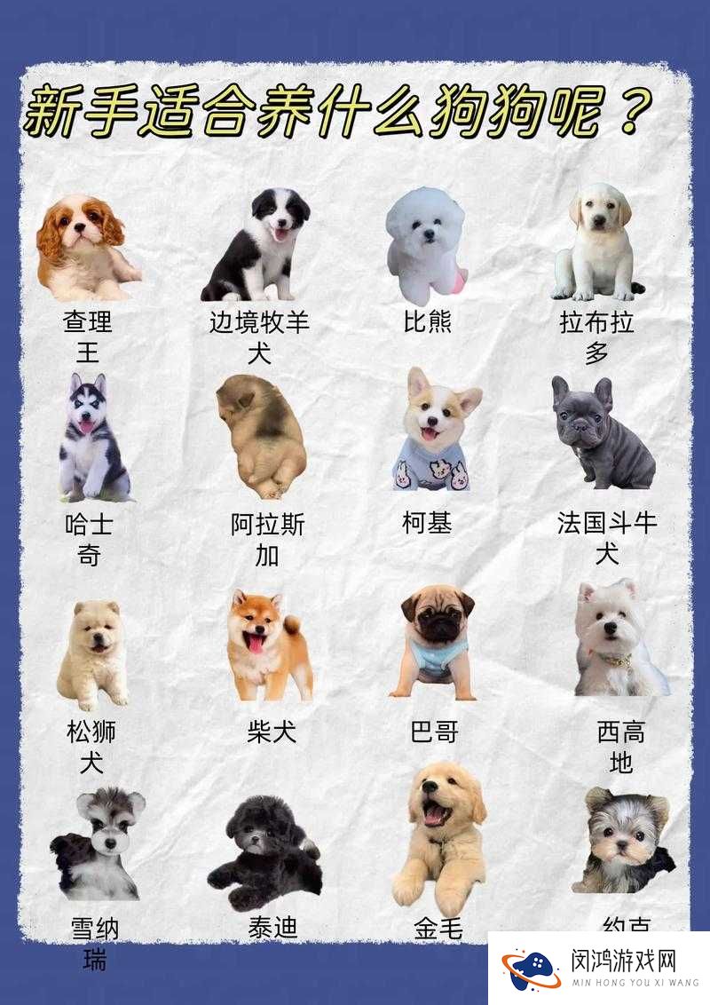 晴天小狗游戏中小狗培育全面指南，从选种到成长的详细攻略