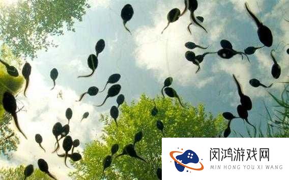 如何看待蝌蚪窝视频在线观看？