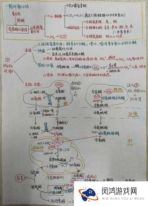 自由的 ZOZO 如何在体内代谢生成？