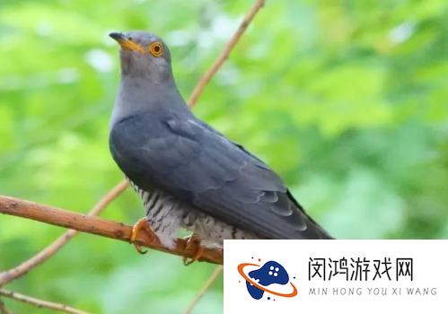 《支付宝》蚂蚁庄园2023年4月16日每日一题答案
